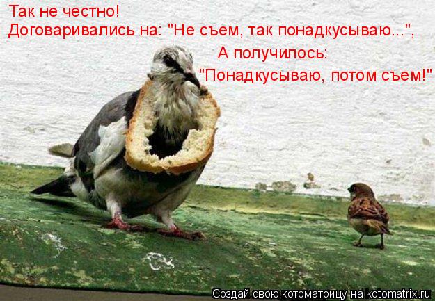 Так не честно! Договаривались на: "Не съем, так понадкусываю...", А получилось: "Понадкусываю, пото... Котоматрица: Так не честно! Договаривались на: "Не съем, так понадкусываю...", А получилось: "Понадкусываю, потом съем!"