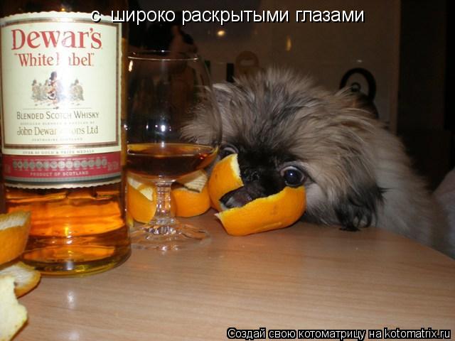 с широко раскрытыми глазами... Котоматрица: с широко раскрытыми глазами