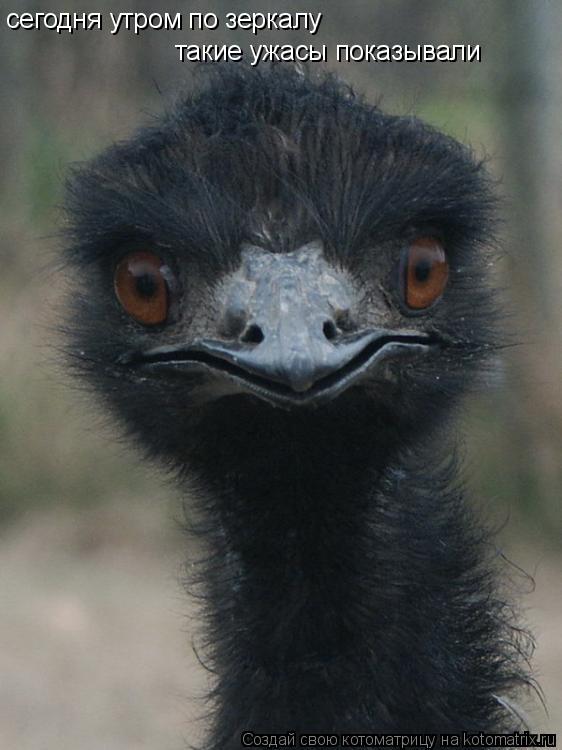 сегодня утром по зеркалу такие ужасы показывали... Котоматрица: сегодня утром по зеркалу такие ужасы показывали