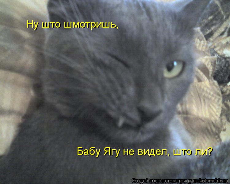 Котоматрица: Ну што шмотришь, Бабу Ягу не видел, што ли?