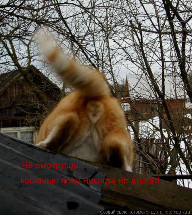 - Чё смотришь, кошачью попу никогда не видел!... Котоматрица: - Чё смотришь, кошачью попу никогда не видел!