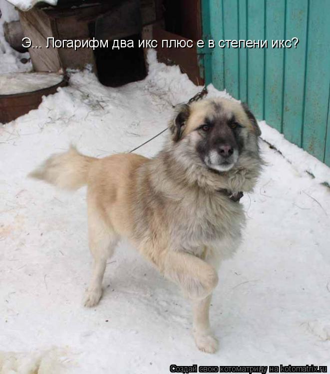 Э... Логарифм два икс плюс е в степени икс?... Котоматрица: Э... Логарифм два икс плюс е в степени икс?