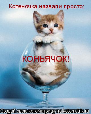 Котеночка назвали просто: КОНЬЯЧОК!... Котоматрица: Котеночка назвали просто: КОНЬЯЧОК!