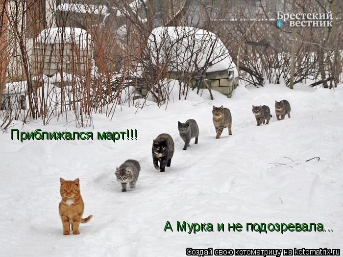 Приближался март!!! А Мурка и не подозревала...... Котоматрица: Приближался март!!! А Мурка и не подозревала...