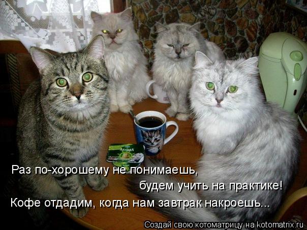 Котоматрица: Кофе отдадим, когда нам завтрак накроешь... Раз по-хорошему не понимаешь, будем учить на практике!
