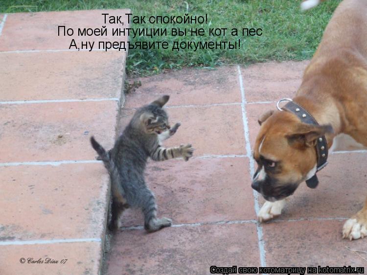 Котоматрица: Так,Так спокойно! По моей интуиции вы не кот а пес А,ну предъявите документы!