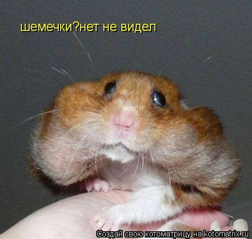 шемечки?нет не видел... Котоматрица: шемечки?нет не видел