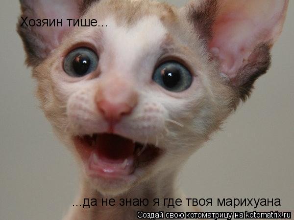 Котоматрица: Хозяин тише... ...да не знаю я где твоя марихуана