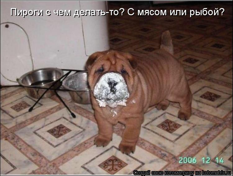 Пироги с чем делать-то? С мясом или рыбой?... Котоматрица: Пироги с чем делать-то? С мясом или рыбой?