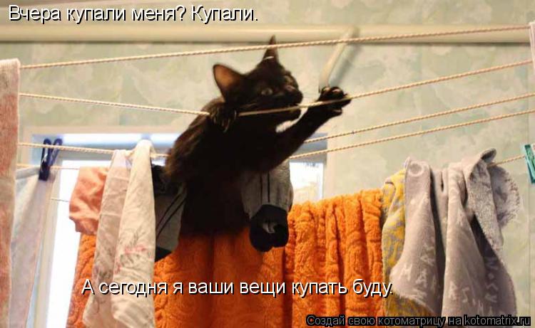 Вчера купали меня? Купали. А сегодня я ваши вещи купать буду.... Котоматрица: Вчера купали меня? Купали. А сегодня я ваши вещи купать буду.