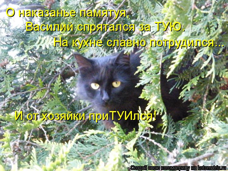 Василий спрятался за ТУЮ. На кухне славно потрудился... О наказанье памятуя, И от хозяйки приТУИлся!... Котоматрица: Василий спрятался за ТУЮ. На кухне славно потрудился... О наказанье памятуя, И от хозяйки приТУИлся!