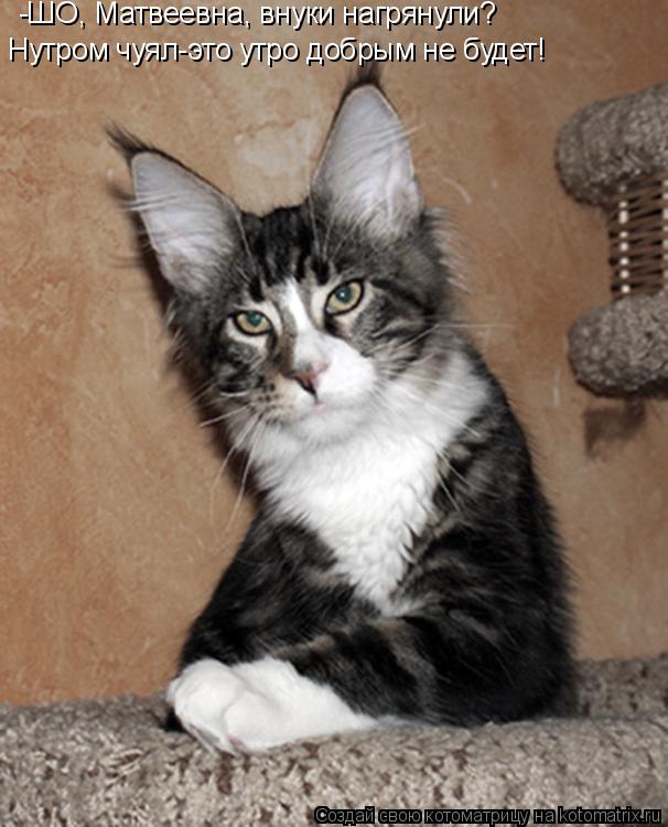 Котоматрица: -ШО, Матвеевна, внуки нагрянули? Нутром чуял-это утро добрым не будет!
