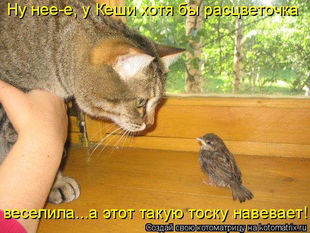 Ну нее-е, у Кеши хотя бы расцветочка веселила...а этот такую тоску навевает!... Котоматрица: Ну нее-е, у Кеши хотя бы расцветочка веселила...а этот такую тоску навевает!