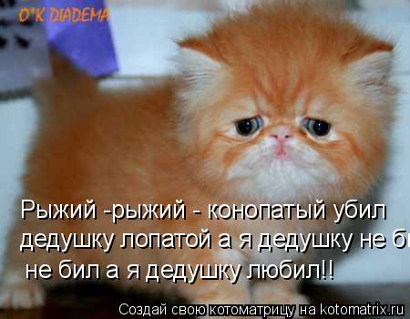 Котоматрица: Рыжий -рыжий - конопатый убил  дедушку лопатой а я дедушку не бил а я дедушку любил!!  не бил а я дедушку любил!!