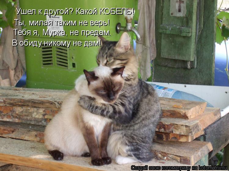 Ушел к другой? Какой КОБЕЛЬ! Ты, милая таким не верь! Тебя я, Мурка, не предам. В обиду никому не дам... Котоматрица: Ушел к другой? Какой КОБЕЛЬ! Ты, милая таким не верь! Тебя я, Мурка, не предам. В обиду никому не дам!