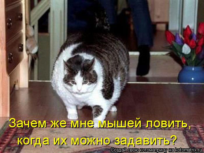 Зачем же мне мышей ловить, когда их можно задавить?... Котоматрица: Зачем же мне мышей ловить, когда их можно задавить?