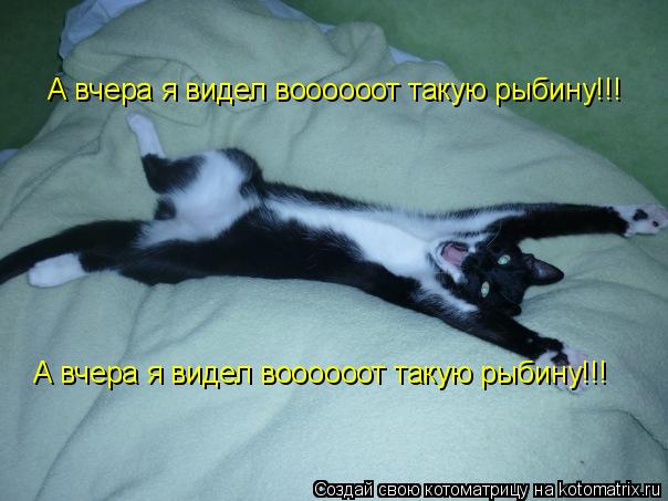 Котоматрица: А вчера я видел воооооот такую рыбину!!! А вчера я видел воооооот такую рыбину!!!