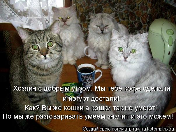 Хозяин с добрым утром мы тебе кофе зделали и ёгурт достали! Хозяин с добрым утром. Мы тебе кофе сдела... Котоматрица: Хозяин с добрым утром мы тебе кофе зделали и ёгурт достали! Хозяин с добрым утром. Мы тебе кофе сделали Но мы же разговаривать умеем значит и