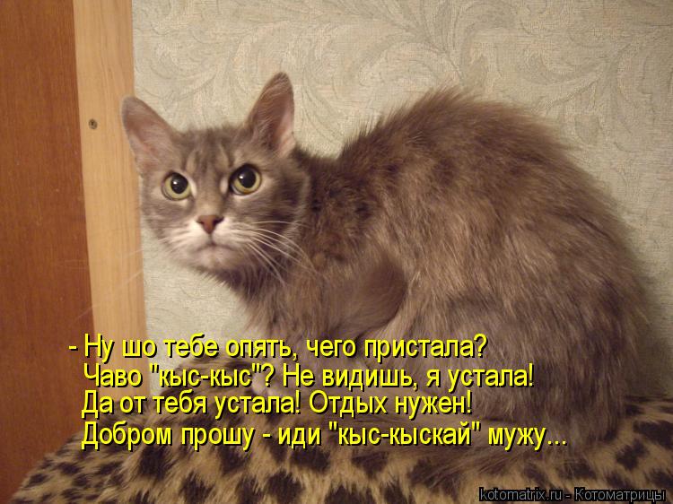 - Ну шо тебе опять, чего пристала? Чаво "кыс-кыс"? Не видишь, я устала! Да от тебя устала! Отдых нуже... Котоматрица: - Ну шо тебе опять, чего пристала? Чаво "кыс-кыс"? Не видишь, я устала! Да от тебя устала! Отдых нужен! Добром прошу - иди "кыс-кыскай" мужу...