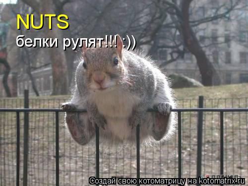 NUTS белки рулят!!! :))... Котоматрица: NUTS белки рулят!!! :))