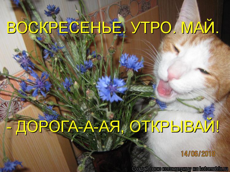Котоматрица: ВОСКРЕСЕНЬЕ. УТРО. МАЙ. - ДОРОГА-А-АЯ, ОТКРЫВАЙ!