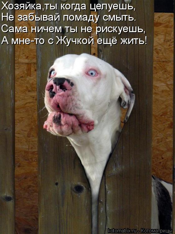 Котоматрица: Хозяйка,ты когда целуешь, Не забывай помаду смыть. Сама ничем ты не рискуешь, А мне-то с Жучкой ещё жить!