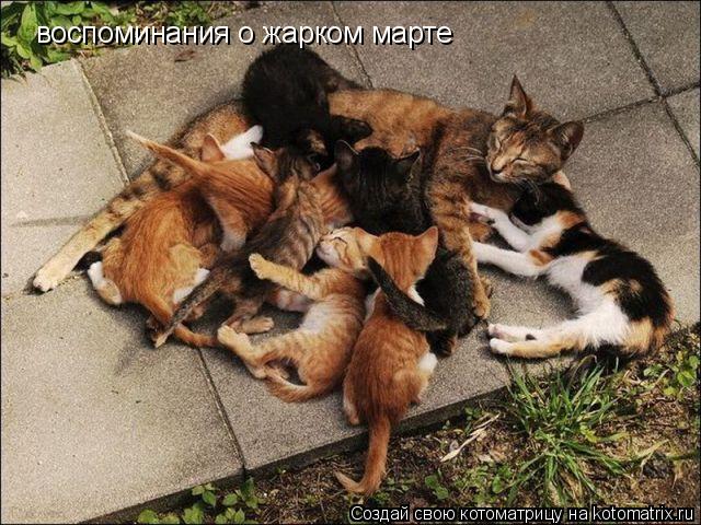 Котоматрица: воспоминания о жарком марте