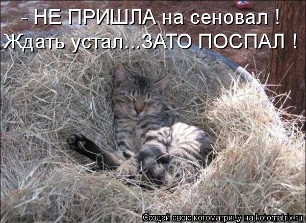 Котоматрица: - НЕ ПРИШЛА на сеновал ! Ждать устал...ЗАТО ПОСПАЛ !