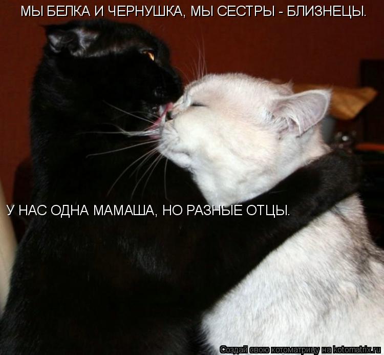 МЫ БЕЛКА И ЧЕРНУШКА, МЫ СЕСТРЫ - БЛИЗНЕЦЫ. У НАС ОДНА МАМАША, НО РАЗНЫЕ ОТЦЫ.... Котоматрица: МЫ БЕЛКА И ЧЕРНУШКА, МЫ СЕСТРЫ - БЛИЗНЕЦЫ. У НАС ОДНА МАМАША, НО РАЗНЫЕ ОТЦЫ.