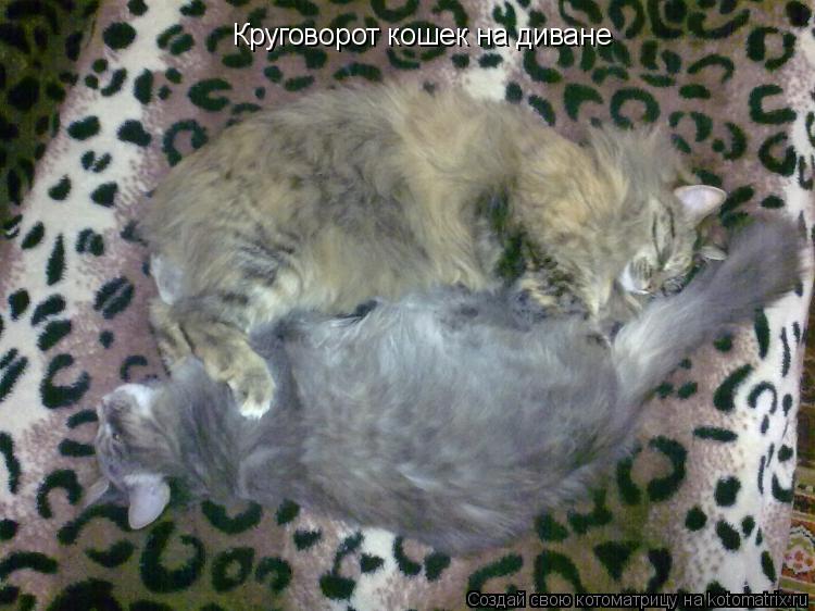 Котоматрица: Круговорот кошек на диване