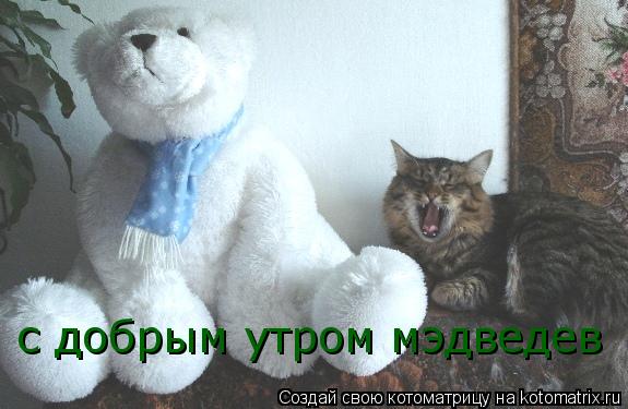 Котоматрица: с добрым утром мэдведев