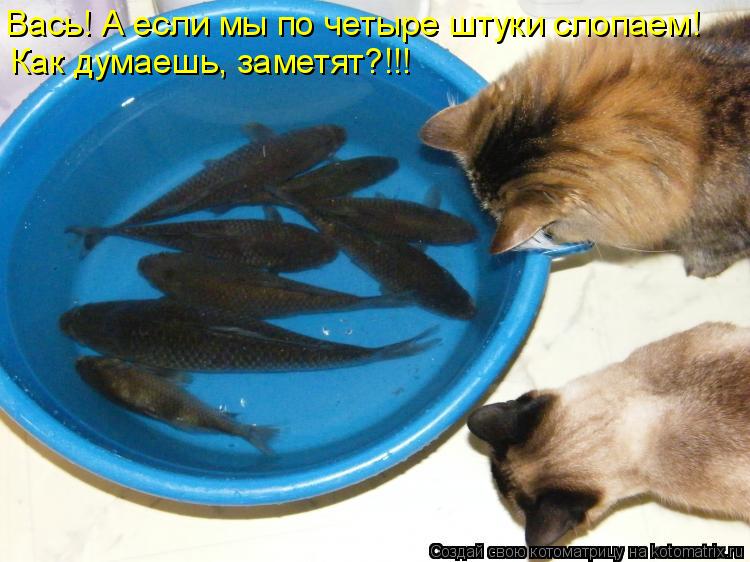 Вась! А если мы по четыре штуки слопаем! Как думаешь, заметят?!!!... Котоматрица: Вась! А если мы по четыре штуки слопаем! Как думаешь, заметят?!!!