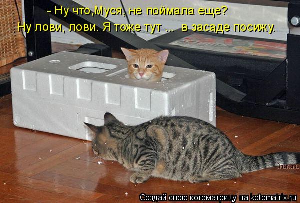 Котоматрица: - Ну что,Муся, не поймала еще? Ну лови, лови. Я тоже тут ...  в засаде посижу.