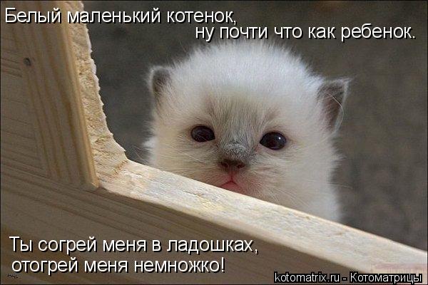 Котоматрица: Белый маленький котенок, ну почти что как ребенок. Ты согрей меня в ладошках, отогрей меня немножко!