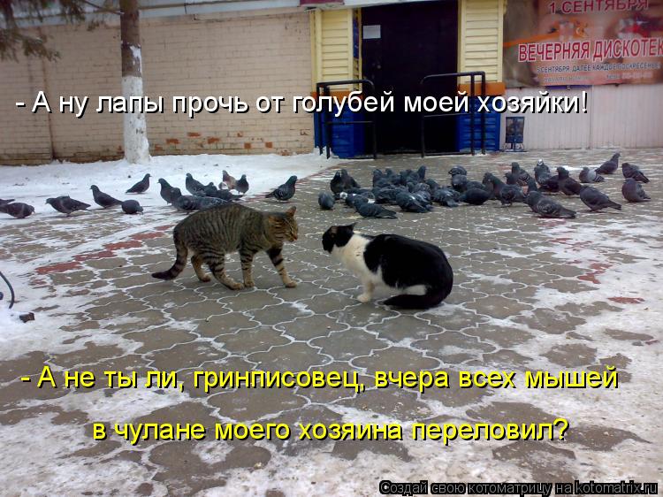 - А ну лапы прочь от голубей моей хозяйки! - А не ты ли, гринписовец, вчера всех мышей в чулане моего... Котоматрица: - А ну лапы прочь от голубей моей хозяйки! - А не ты ли, гринписовец, вчера всех мышей в чулане моего хозяина переловил?