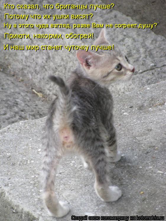 Потому что их ушки висят? Ну а этого чуда взгляд, разве Вам не согреет душу? Приюти, накорми, обогрей... Котоматрица: Потому что их ушки висят? Ну а этого чуда взгляд, разве Вам не согреет душу? Приюти, накорми, обогрей! И наш мир станет чуточку лучше! Кто сказ