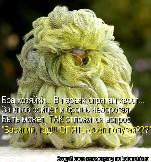 Боа хозяйки... В перьях спрятан хвост... За клюв сойдёт и брошь недорогая… Быть может, ТАК отложится ... Котоматрица: Боа хозяйки... В перьях спрятан хвост... За клюв сойдёт и брошь недорогая… Быть может, ТАК отложится вопрос "Василий, гад!!! ОПЯТЬ съел попугая?