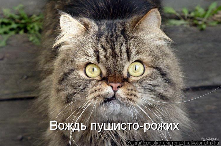 Вождь пушисто-рожих... Котоматрица: Вождь пушисто-рожих