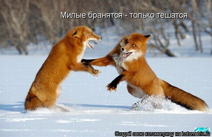 Милые бранятся - только тешатся... Котоматрица: Милые бранятся - только тешатся