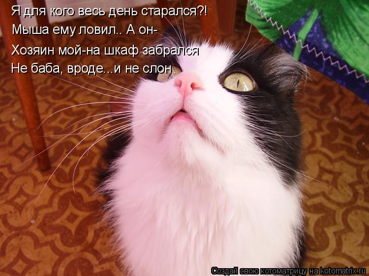 Я для кого весь день старался?! Мыша ему ловил.. А он- Хозяин мой-на шкаф забрался Не баба, вроде...и... Котоматрица: Я для кого весь день старался?! Мыша ему ловил.. А он- Хозяин мой-на шкаф забрался Не баба, вроде...и не слон
