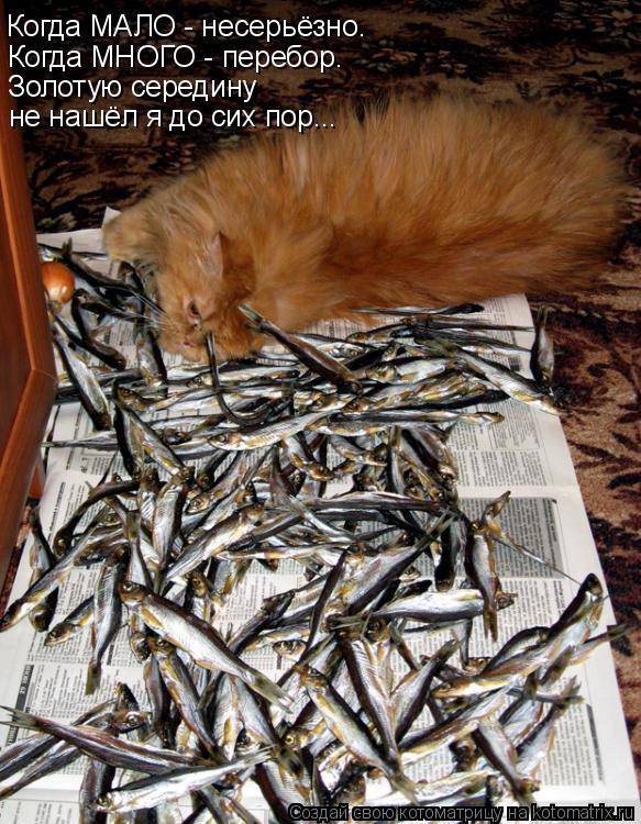 Когда МНОГО - перебор. Золотую середину Когда МАЛО - несерьёзно. не нашёл я до сих пор...... Котоматрица: Когда МНОГО - перебор. Золотую середину Когда МАЛО - несерьёзно. не нашёл я до сих пор...