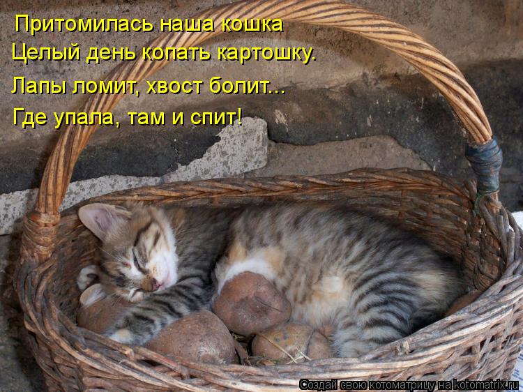 Кушай кошка вот картошка стих Кушай кошка вот картошка стих