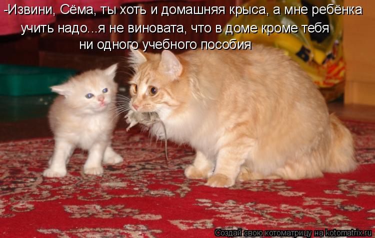 -Извини, Сёма, ты хоть и домашняя крыса, а мне ребёнка учить надо...я не виновата, что в доме кроме ... Котоматрица: -Извини, Сёма, ты хоть и домашняя крыса, а мне ребёнка учить надо...я не виновата, что в доме кроме тебя ни одного учебного пособия