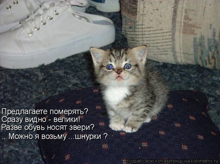 Котоматрица: Предлагаете померять? Сразу видно - велики! Разве обувь носят звери? .. Можно я возьму ...шнурки ?