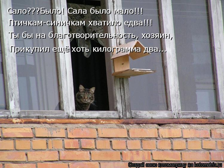 Котоматрица: Сало???Было! Сала было мало!!! Птичкам-синичкам хватило едва!!! Ты бы на благотворительность, хозяин, Прикупил ещё хоть килограмма два...