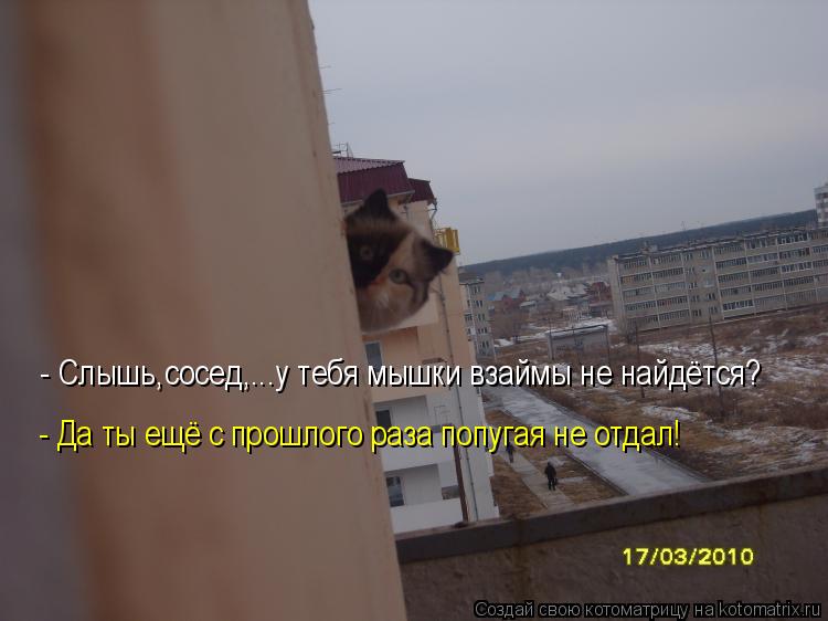 Котоматрица: - Слышь,сосед,...у тебя мышки взаймы не найдётся? - Да ты ещё с прошлого раза попугая не отдал!