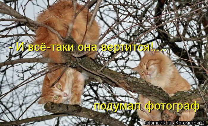 - И всё-таки она вертится!.... подумал фотограф... Котоматрица: - И всё-таки она вертится!.... подумал фотограф