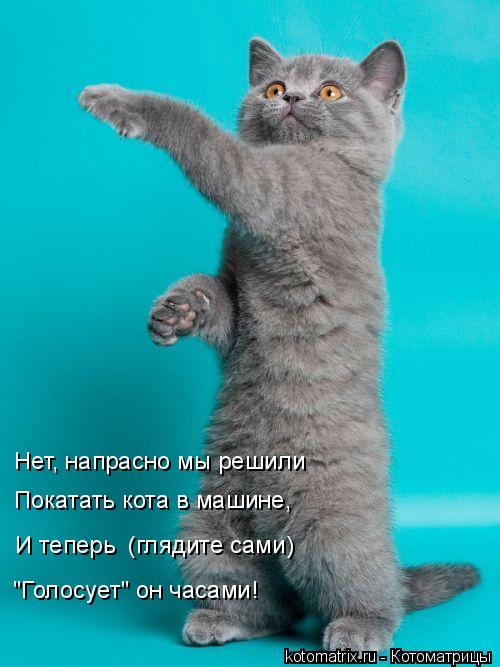 Котоматрица: Нет, напрасно мы решили  Покатать кота в машине,  И теперь  (глядите сами) "Голосует" он часами!