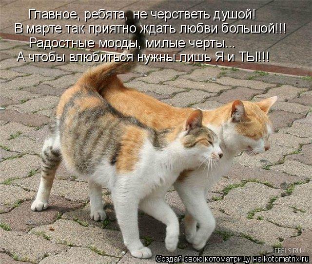 Главное, ребята, не черстветь душой! В марте так приятно ждать любви большой!!! Радостные морды, милы... Котоматрица: Главное, ребята, не черстветь душой! В марте так приятно ждать любви большой!!! Радостные морды, милые черты... А чтобы влюбиться нужны лишь Я