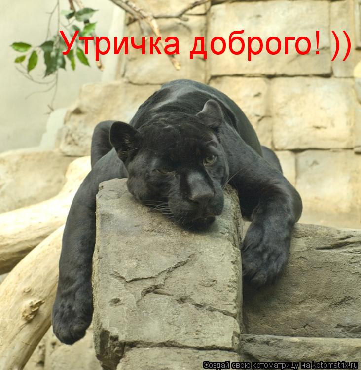 Котоматрица: Утричка доброго! ))